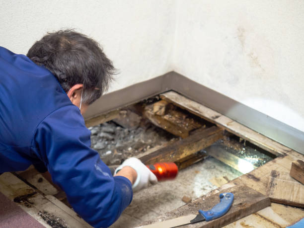 Best Black Mold Remediation in Port Huron, MI