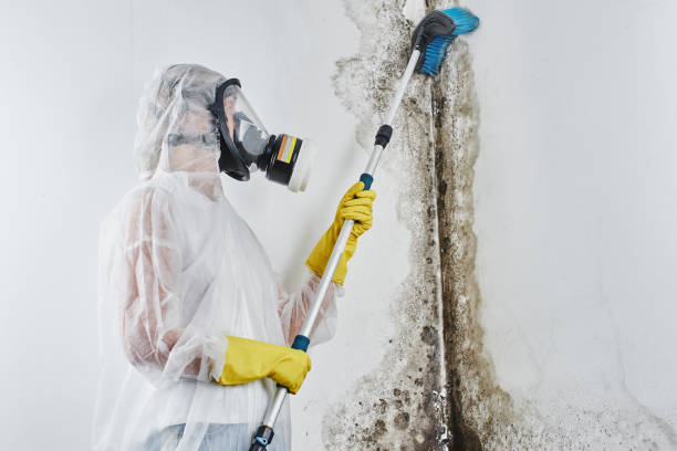 Best Post-Flood Mold Remediation in Port Huron, MI