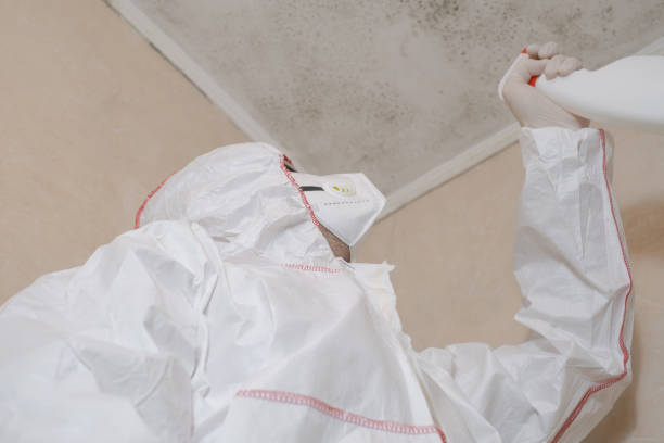 Best Commercial Mold Remediation in Port Huron, MI
