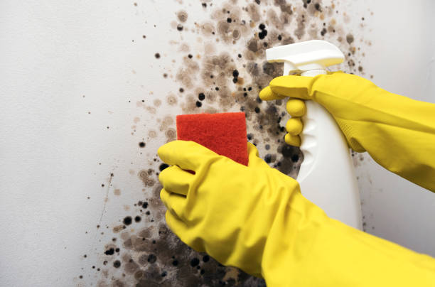 Best HVAC Mold Remediation in Port Huron, MI