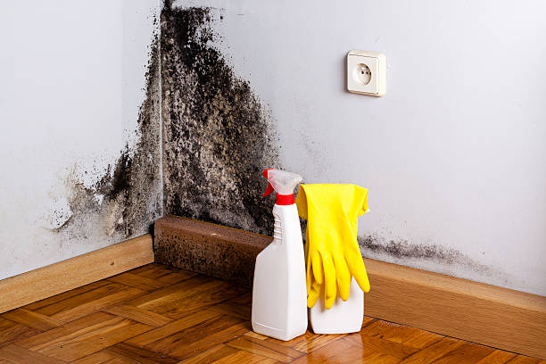 Best Basement Mold Remediation in Port Huron, MI