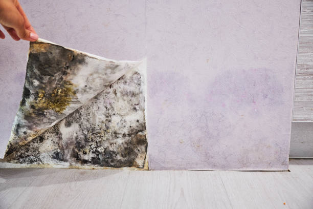 Best DIY Mold Remediation Support Services in Port Huron, MI